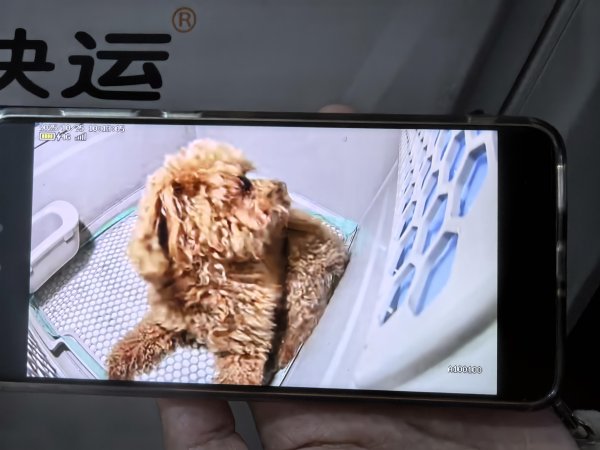 中祥配资 让“携宠出行”更便捷——铁路宠物托运服务见闻