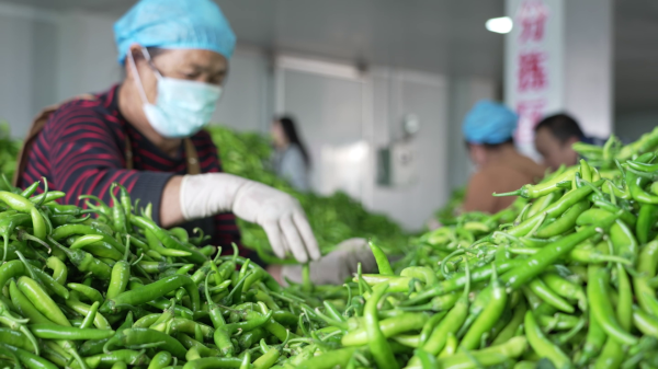 佳禾资本 四中全会精神在基层｜“金果子” 变 “钱袋子” 江西农业 “精耕智种”